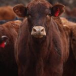 auge-de-la-importacion-en-la-carne:-esperan-que-los-ingresos-se-dupliquen-en-2026
