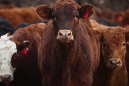 auge-de-la-importacion-en-la-carne:-esperan-que-los-ingresos-se-dupliquen-en-2026