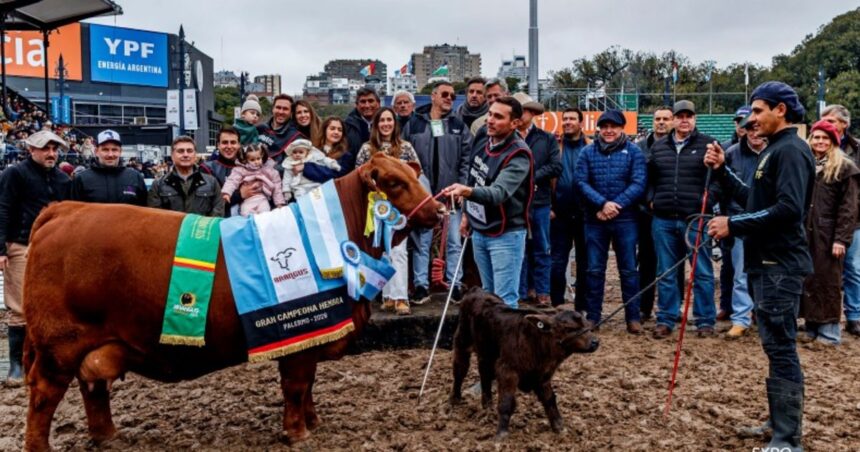 un-animal-que-se-habia-vendido-el-50%-en-136-millones-de-pesos-se-consagro-gran-campeon-hembra-de-la-raza-brangus