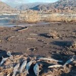barrick-genera-alerta-en-san-juan-por-la-extrana-muerte-de-miles-de-peces