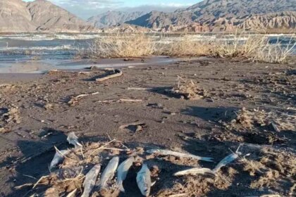 barrick-genera-alerta-en-san-juan-por-la-extrana-muerte-de-miles-de-peces