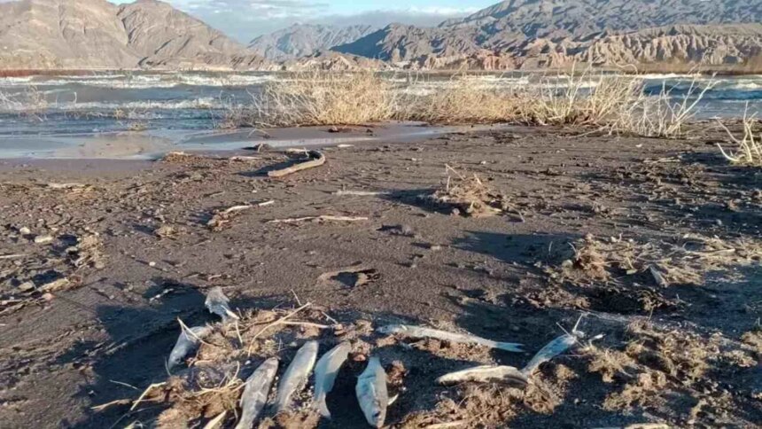 barrick-genera-alerta-en-san-juan-por-la-extrana-muerte-de-miles-de-peces