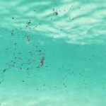 los-nanoplasticos-en-el-agua-potable-podrian-fortalecer-bacterias-peligrosas,-segun-un-estudio