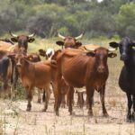 el-gobierno-creo-un-sistema-informatico-para-centralizar-la-trazabilidad-animal-y-facilitar-el-uso-de-ganado-como-garantia