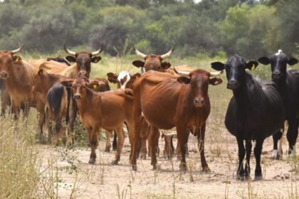 el-gobierno-creo-un-sistema-informatico-para-centralizar-la-trazabilidad-animal-y-facilitar-el-uso-de-ganado-como-garantia