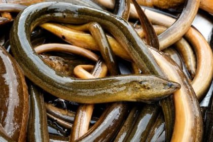 cientificos-piden-ayuda-para-detectar-a-una-anguila-asiatica-que-amenaza-a-la-fauna