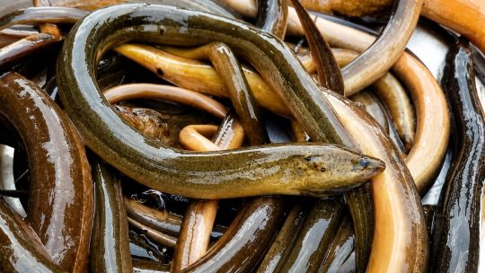 cientificos-piden-ayuda-para-detectar-a-una-anguila-asiatica-que-amenaza-a-la-fauna