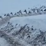 el-crudo-invierno-sanjuanino-obliga-a-los-guanacos-a-copar-los-caminos
