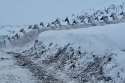 el-crudo-invierno-sanjuanino-obliga-a-los-guanacos-a-copar-los-caminos