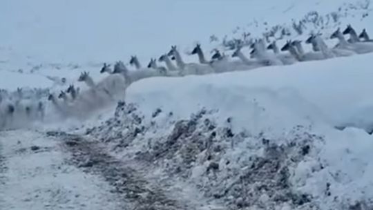 el-crudo-invierno-sanjuanino-obliga-a-los-guanacos-a-copar-los-caminos