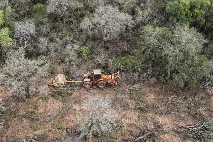 la-deforestacion-afecto-mas-de-40-mil-hectareas-en-el-norte-argentino-durante-los-primeros-seis-meses-del-ano