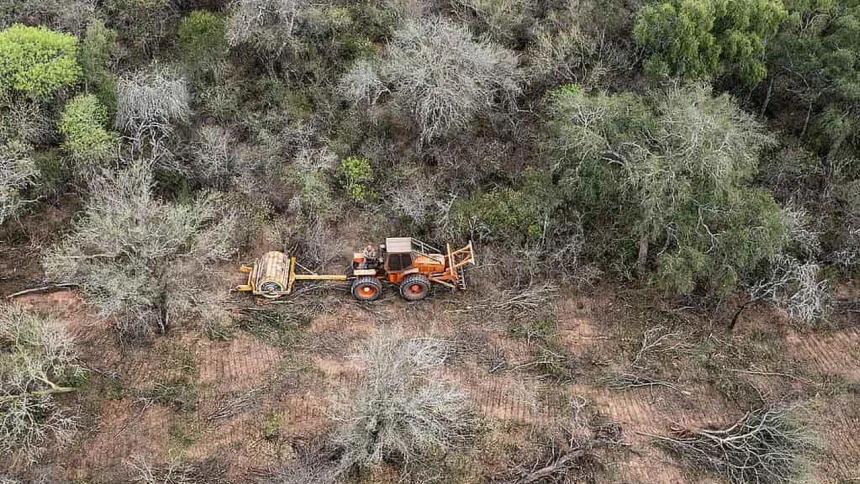 la-deforestacion-afecto-mas-de-40-mil-hectareas-en-el-norte-argentino-durante-los-primeros-seis-meses-del-ano
