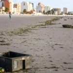 encontraron-mas-de-700-cajones-pesqueros-en-las-playas-de-puerto-madryn-y-crece-el-reclamo-por-controles