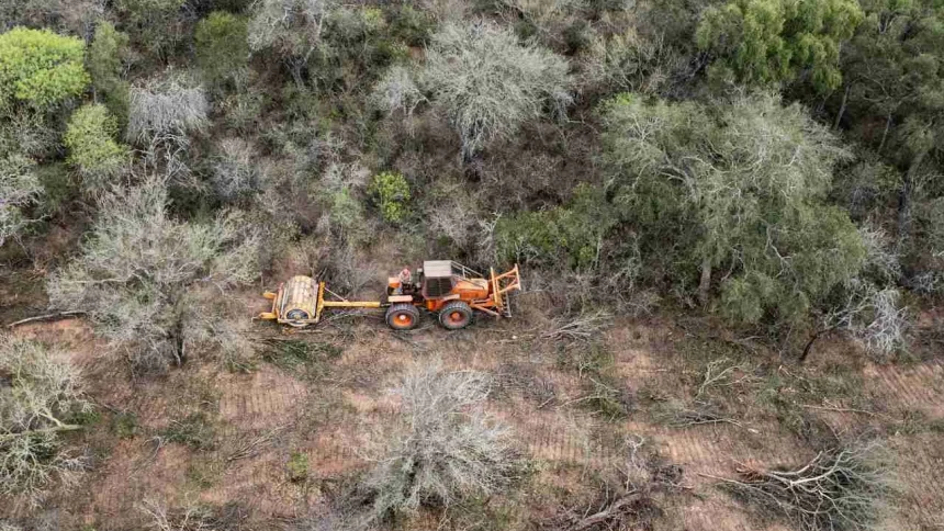 la-deforestacion-ya-arraso-dos-veces-la-superficie-de-la-ciudad-de-buenos-aires