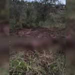 un-caballo-murio tras-permanecer-abandonado en-el-barro durante-dos-dias en-obera