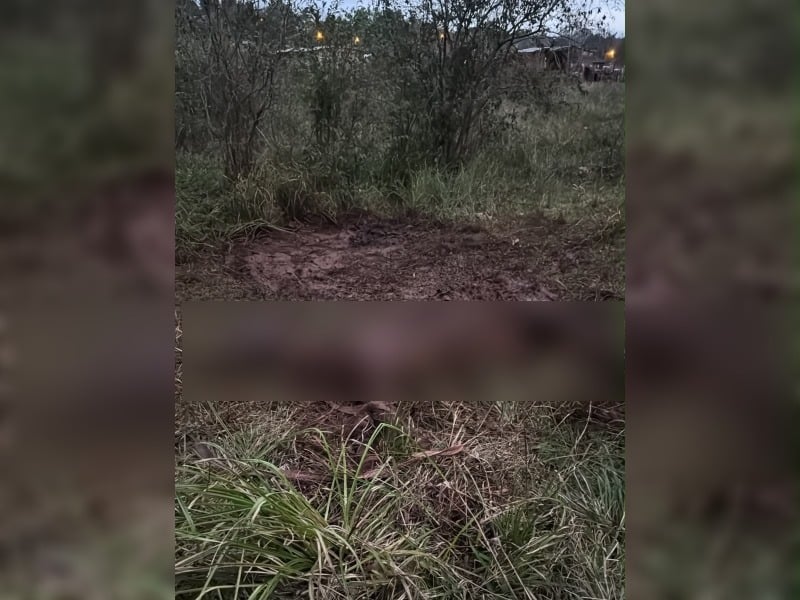 un-caballo-murio tras-permanecer-abandonado en-el-barro durante-dos-dias en-obera
