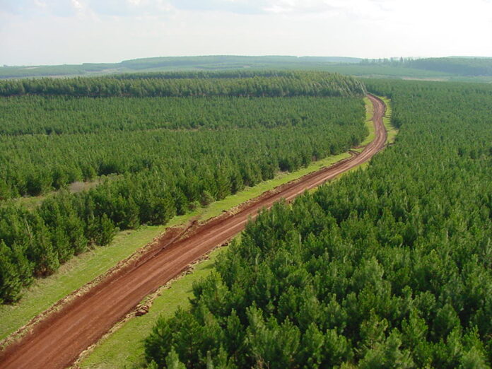 la-asociacion-forestal-argentina-marco-los-puntos-de-apoyo-a-las-modificaciones-de-la-ley-de-tierras-para-destrabar-proyectos-forestales-de-escala