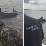 una-enorme -ballena-encallo-en-san-isidro,-pero-temaiken-y-prefectura-trabajan-para-ayudarla