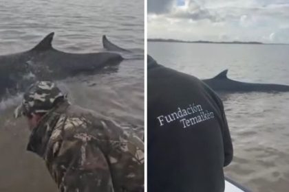 una-enorme -ballena-encallo-en-san-isidro,-pero-temaiken-y-prefectura-trabajan-para-ayudarla