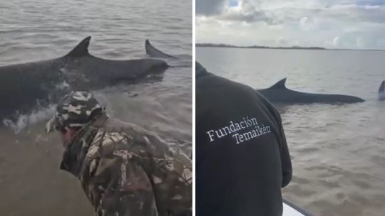una-enorme -ballena-encallo-en-san-isidro,-pero-temaiken-y-prefectura-trabajan-para-ayudarla