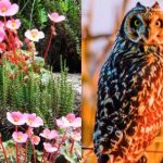invitan-a-fotografiar-la-naturaleza-para-ayudar-a-la-ciencia