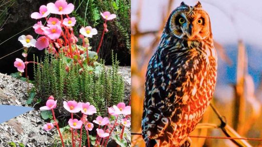invitan-a-fotografiar-la-naturaleza-para-ayudar-a-la-ciencia