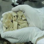 dos-decadas-de-investigacion-en-biorrefinerias:-los-hallazgos-que-pueden-transformar-la-foresto-industria-argentina