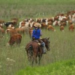 mas-de-200-productores-de-13-provincias-integran-la-alianza-del-pastizal,-una-iniciativa-que-promueve-la-conservacion-a-traves-de-la-produccion-ganadera