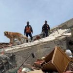 como-fue-el-operativo-de-la-brigada-argentina-de-perros-de-rescate-que-ayudo-a-buscar-sobrevivientes-en-venezuela