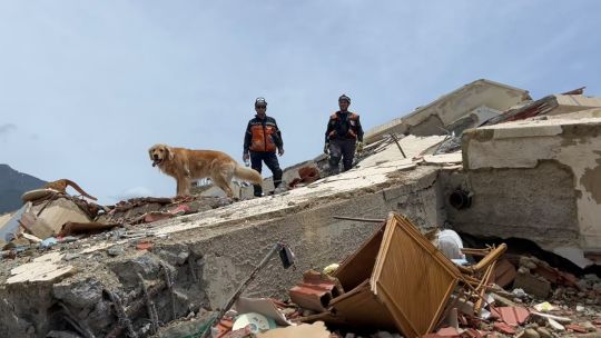 como-fue-el-operativo-de-la-brigada-argentina-de-perros-de-rescate-que-ayudo-a-buscar-sobrevivientes-en-venezuela