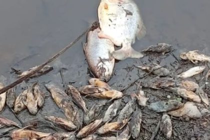 prohiben-la-pesca-en-el-rio-salado-tras-una-impactante-mortandad-de-peces-en-chaco