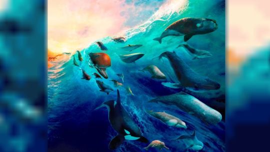 la-ciencia-argentina-reconstruyo-50-millones-de-anos-de-evolucion-de-los-cetaceos