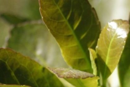impacto-en-misiones:-productores-yerbateros-le-piden-a-passalacqua-una-ley-para-evitar-el-colapso