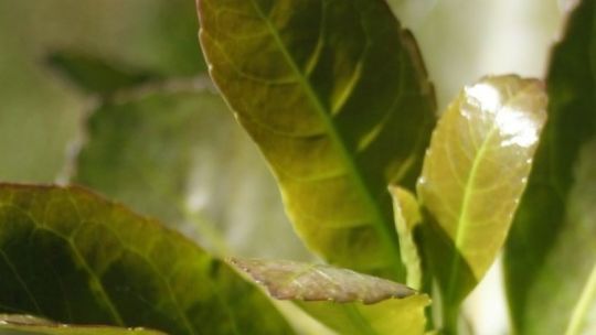 impacto-en-misiones:-productores-yerbateros-le-piden-a-passalacqua-una-ley-para-evitar-el-colapso