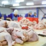 la-union-europea-reabrio-su-mercado-para-la-carne-aviar-argentina