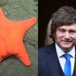 a-un-ano-de-la-“estrella-culona”,-investigadores-del-conicet-alertan-por-despidos-y-falta-de-financiamiento