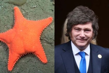 a-un-ano-de-la-“estrella-culona”,-investigadores-del-conicet-alertan-por-despidos-y-falta-de-financiamiento