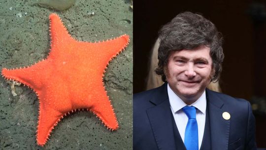 a-un-ano-de-la-“estrella-culona”,-investigadores-del-conicet-alertan-por-despidos-y-falta-de-financiamiento