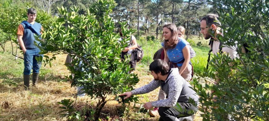 poda,-prevencion-y-control-de-plagas:-las-claves-para-preparar-los-frutales-antes-de-las-lluvias