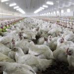 exportacion-avicola:-“ya-tenemos-practicamente-toda-europa-abierta-para-el-envio-de-mercaderia-argentina”