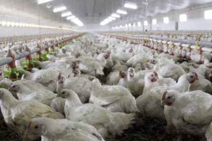exportacion-avicola:-“ya-tenemos-practicamente-toda-europa-abierta-para-el-envio-de-mercaderia-argentina”