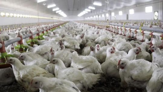 exportacion-avicola:-“ya-tenemos-practicamente-toda-europa-abierta-para-el-envio-de-mercaderia-argentina”