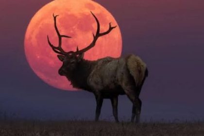 luna-del-ciervo-2026:-a-que-hora-y-donde-podra-disfrutarse-en-la-argentina?