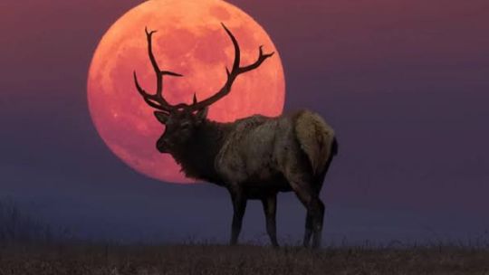 luna-del-ciervo-2026:-a-que-hora-y-donde-podra-disfrutarse-en-la-argentina?