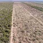 desmontes-en-el-norte:-greenpeace-denuncio-la-perdida-de-40-mil-hectareas-y-formosa-nego-las-cifras