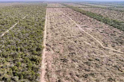 desmontes-en-el-norte:-greenpeace-denuncio-la-perdida-de-40-mil-hectareas-y-formosa-nego-las-cifras