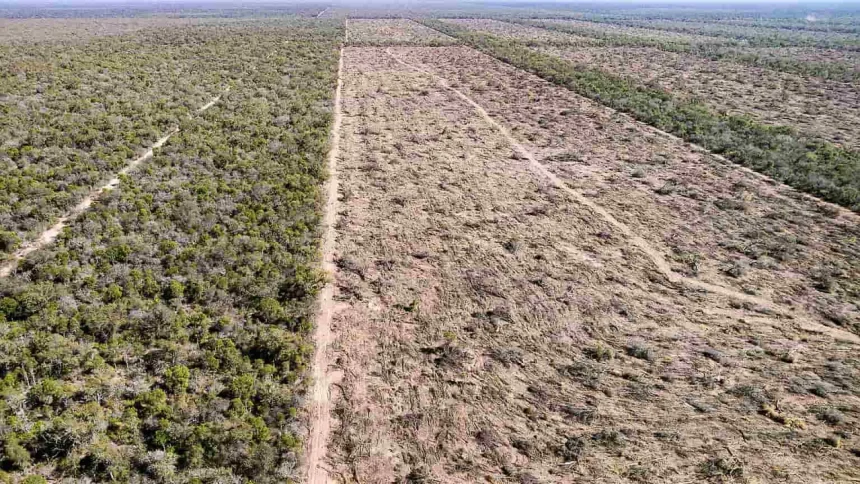 desmontes-en-el-norte:-greenpeace-denuncio-la-perdida-de-40-mil-hectareas-y-formosa-nego-las-cifras