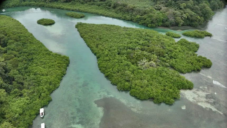 alerta-ambiental-por-el-deterioro-de-los-humedales-en-panama-tras-el-avance-del-desarrollo