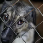 chaco-endurecio-las-sanciones-por-maltrato-animal-y-creo-un-registro-de-infractores