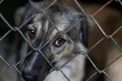 chaco-endurecio-las-sanciones-por-maltrato-animal-y-creo-un-registro-de-infractores
